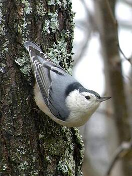 Peggy McDonald - Nuthatch Peggy McDonald - Nuthatch