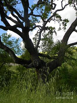 DJ Laughlin - Oak Tree Rise DJ Laughlin - Oak Tree Rise