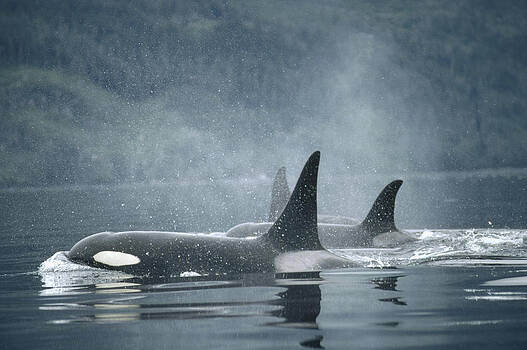 Flip Nicklin - Orca Orcinus Orca Group Surfacing Flip Nicklin - Orca Orcinus Orca Group Surfacing