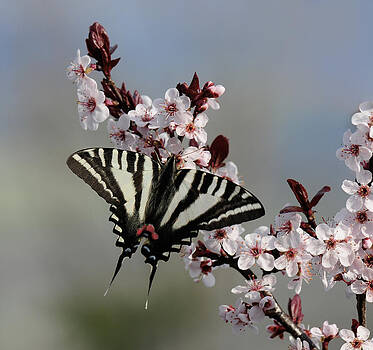 Lara Ellis - Ornamental Plum blossoms With Zebra Swallowtail Lara Ellis - Ornamental Plum blossoms With Zebra Swallowtail