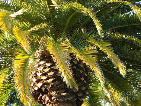 DJ Laughlin - Palm Breezes DJ Laughlin - Palm Breezes