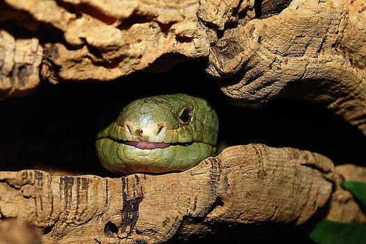 Scott Hovind - Peek-A-Boo Scott Hovind - Peek-A-Boo