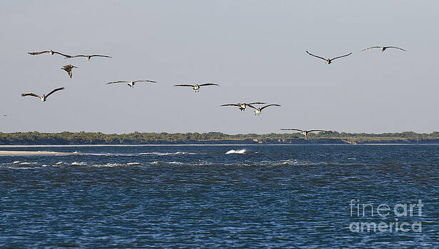 Tim Mulina - Pelicans In Line Tim Mulina - Pelicans In Line