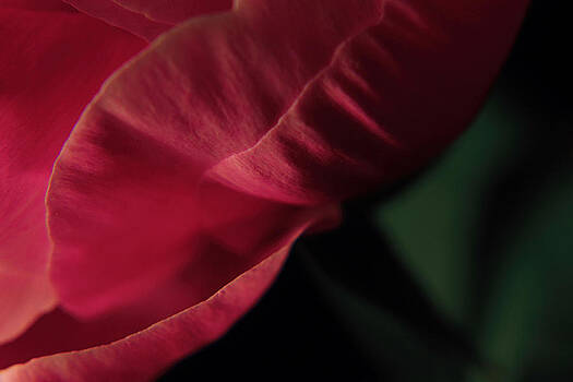 Scott Hovind - Peony Abstract Scott Hovind - Peony Abstract