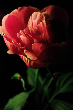 Scott Hovind - Peony Still Life Scott Hovind - Peony Still Life
