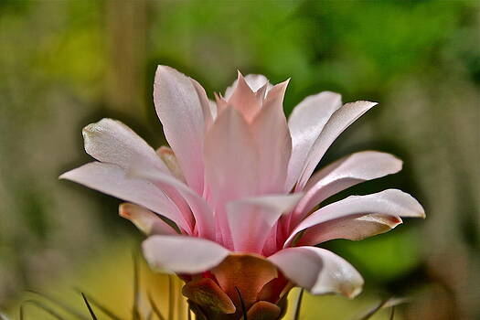 Ruth Edward Anderson - Pink Cactus Flower Ruth Edward Anderson - Pink Cactus Flower