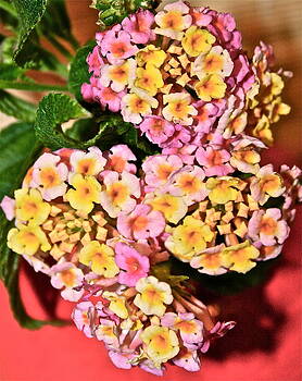 Ruth Edward Anderson - Pinks and Yellows Ruth Edward Anderson - Pinks and Yellows