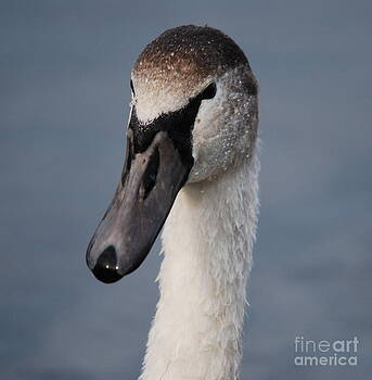 Doug Thwaites - Portrait of a Swan Doug Thwaites - Portrait of a Swan