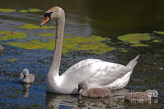 Doug Thwaites - Proud Mum Doug Thwaites - Proud Mum