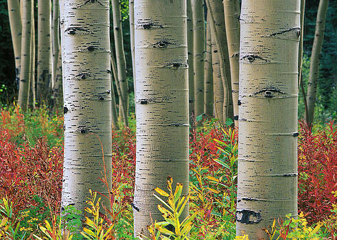 Tim Fitzharris - Quaking Aspen Trunks Colorado Tim Fitzharris - Quaking Aspen Trunks Colorado