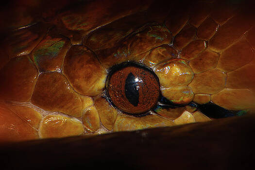 Scott Hovind - Reticulated Python 2 Scott Hovind - Reticulated Python 2