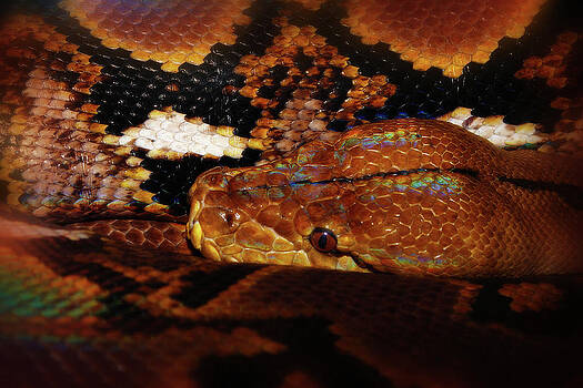 Scott Hovind - Reticulated Python Scott Hovind - Reticulated Python
