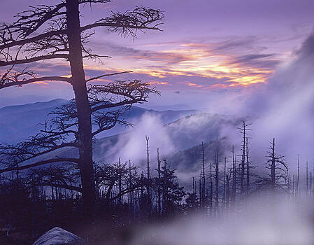 Tim Fitzharris - Rolling Fog On Clingmans Dome Great Tim Fitzharris - Rolling Fog On Clingmans Dome Great