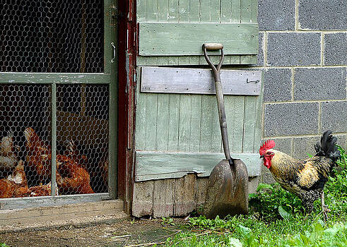 Lisa Phillips - Rooster and Hens Lisa Phillips - Rooster and Hens