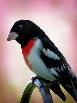 Scott Hovind - Rose Breasted Grosbeak Scott Hovind - Rose Breasted Grosbeak