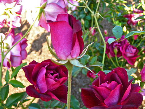 Ruth Edward Anderson - Rose Red Riot Ruth Edward Anderson - Rose Red Riot