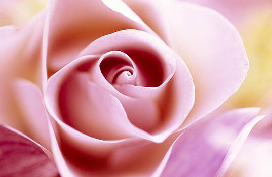 Jan Vermeer - Rose Close Up Of Pink Flower Jan Vermeer - Rose Close Up Of Pink Flower