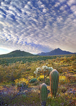Tim Fitzharris - Saguaro Carnegiea Gigantea Tim Fitzharris - Saguaro Carnegiea Gigantea