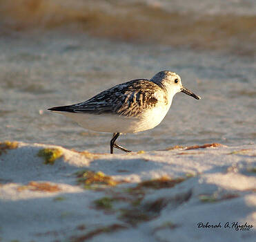 Deborah Hughes - Sandpiper Deborah Hughes - Sandpiper