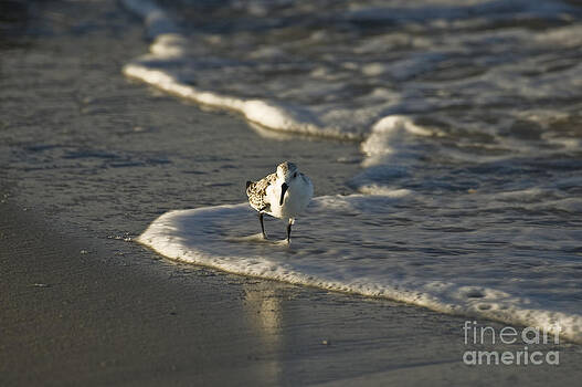 Tim Mulina - Sandpiper on Beach Tim Mulina - Sandpiper on Beach