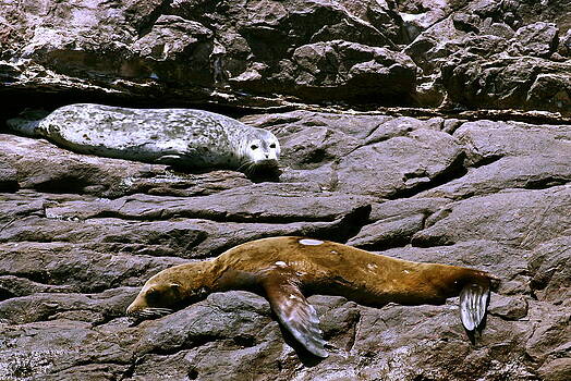 Ruth Edward Anderson - Sea Lion and a Spotted Seal Ruth Edward Anderson - Sea Lion and a Spotted Seal