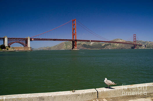 Tim Mulina - Seagull and Golden Gate Tim Mulina - Seagull and Golden Gate