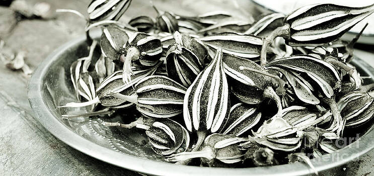 Nicole Neuefeind - Seedpods Nicole Neuefeind - Seedpods