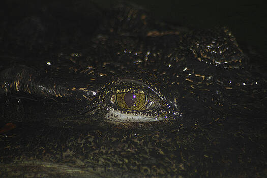 Scott Hovind - Siamese Crocodile 2 Scott Hovind - Siamese Crocodile 2