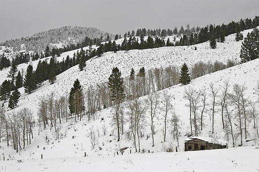 Wes and Dotty Weber - Snowy Wilderness Wes and Dotty Weber - Snowy Wilderness