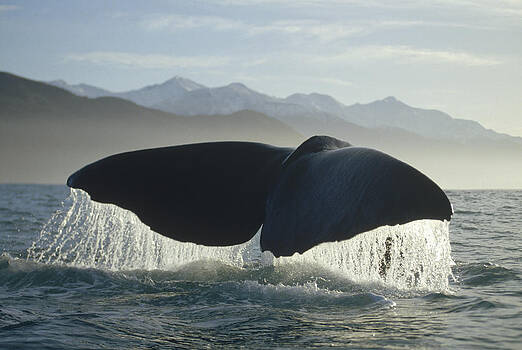 Flip Nicklin - Sperm Whale Physeter Macrocephalus Flip Nicklin - Sperm Whale Physeter Macrocephalus