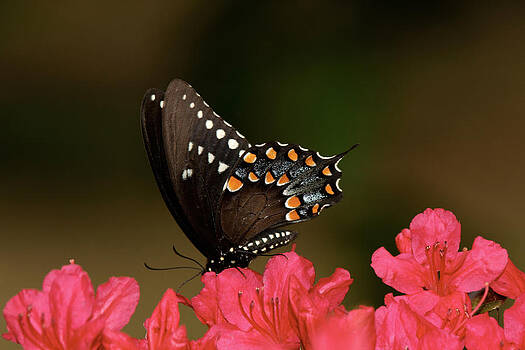 Lara Ellis - Spice Bush Swallowtail and Azaleas Lara Ellis - Spice Bush Swallowtail and Azaleas