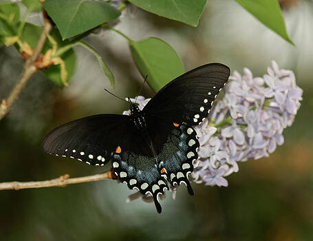 Lara Ellis - Spice Bush Swallowtail On Lilac Lara Ellis - Spice Bush Swallowtail On Lilac
