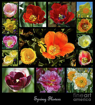 Tim Mulina - Spring Flowers 1 Tim Mulina - Spring Flowers 1