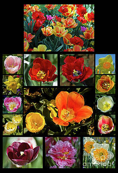 Tim Mulina - Spring Flowers 2 Tim Mulina - Spring Flowers 2