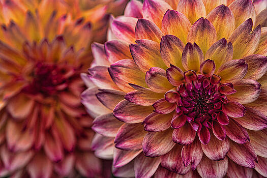 Wes and Dotty Weber - Stacked Dahlias Wes and Dotty Weber - Stacked Dahlias
