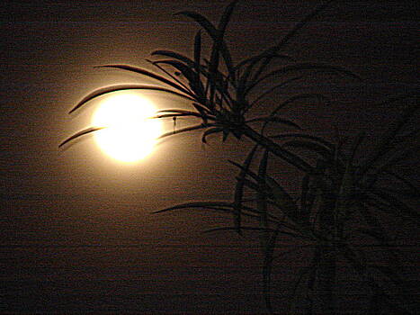 Anand Swaroop Manchiraju - STUDY OF MOON-26 Anand Swaroop Manchiraju - STUDY OF MOON-26