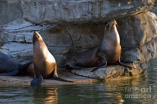 Tim Mulina - Sunny Seals Tim Mulina - Sunny Seals