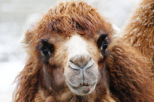 Scott Hovind - Surprised Camel Scott Hovind - Surprised Camel