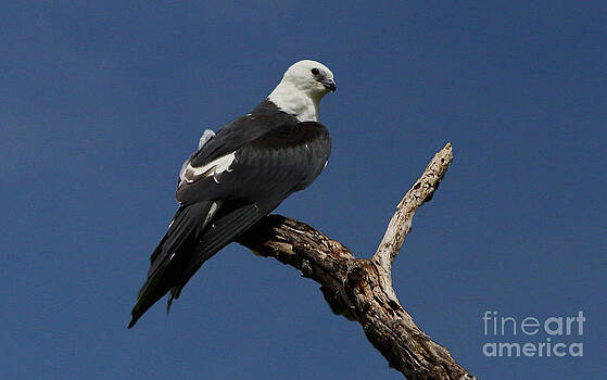 Barbara Bowen - Swallow-tailed kite roost Barbara Bowen - Swallow-tailed kite roost