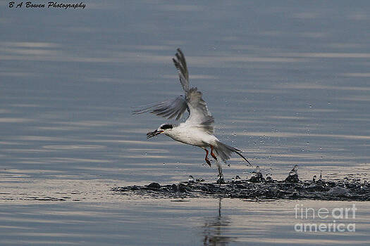 Barbara Bowen - Tern emerging with fish Barbara Bowen - Tern emerging with fish