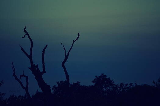 Rima Biswas - That dead tree Rima Biswas - That dead tree