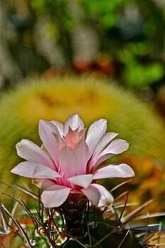 Ruth Edward Anderson - The Cactus Flower Ruth Edward Anderson - The Cactus Flower