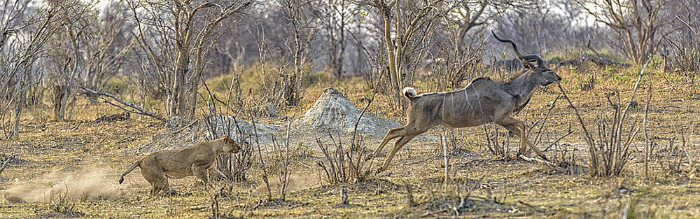 Paul W Sharpe Aka Wizard of Wonders - This is Botswana No. 1 - Kudu Chase Paul W Sharpe Aka Wizard of Wonders - This is Botswana No. 1 - Kudu Chase