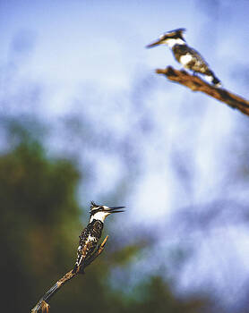 Paul W Sharpe Aka Wizard of Wonders - This is Botswana No. 10 - Pied Kingfisher - Ceryle rudis Paul W Sharpe Aka Wizard of Wonders - This is Botswana No. 10 - Pied Kingfisher - Ceryle rudis