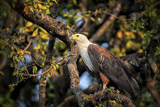 Paul W Sharpe Aka Wizard of Wonders - This is Botswana No. 2 - African fish-eagle Paul W Sharpe Aka Wizard of Wonders - This is Botswana No. 2 - African fish-eagle