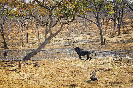 Paul W Sharpe Aka Wizard of Wonders - This is Botswana No. 3 - Sable on the Run Paul W Sharpe Aka Wizard of Wonders - This is Botswana No. 3 - Sable on the Run