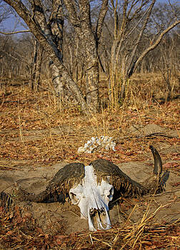 Paul W Sharpe Aka Wizard of Wonders - This is Botswana No. 4 - Cape Bison Skull Paul W Sharpe Aka Wizard of Wonders - This is Botswana No. 4 - Cape Bison Skull