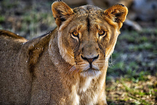 Paul W Sharpe Aka Wizard of Wonders - This is Namibia No. 11 - Just Stare Paul W Sharpe Aka Wizard of Wonders - This is Namibia No. 11 - Just Stare