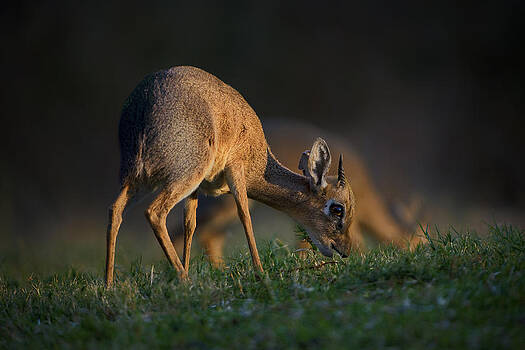 Paul W Sharpe Aka Wizard of Wonders - This is Namibia No. 3 - Damara Dik-Dik Feeding Paul W Sharpe Aka Wizard of Wonders - This is Namibia No. 3 - Damara Dik-Dik Feeding
