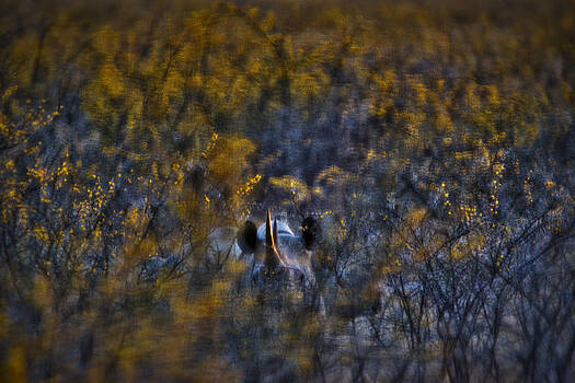 Paul W Sharpe Aka Wizard of Wonders - This is Namibia No. 6 - Hidden Black Rhinoceros Paul W Sharpe Aka Wizard of Wonders - This is Namibia No. 6 - Hidden Black Rhinoceros